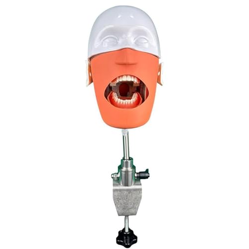 Dental-Dental-Manikin-Kopf-Modell Dental-Dental-Manikin-Kopf-Simulator mit Halterung für Zahnarzt- und Assistenzpraxis A von QJWM