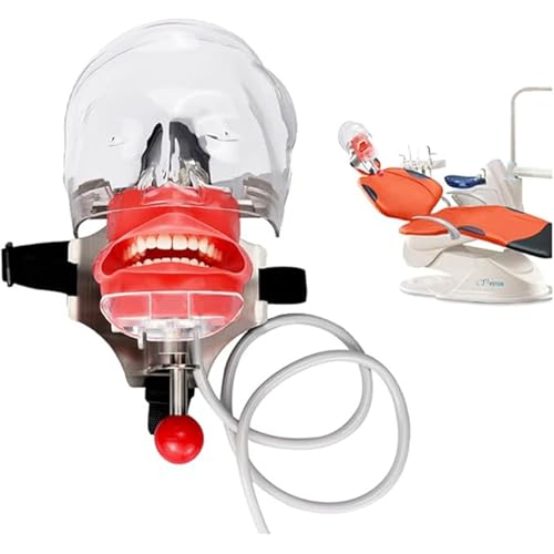 Dental Lehre Form Oral Simulation Einfache Kopf Praxis Zähne Modell Dental Simulator Abnehmbare Dental Kopf Puppe A von QJWM