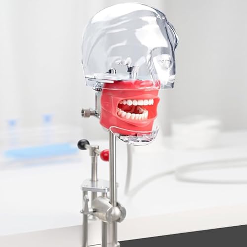 Dental Phantom Head Trainingsmodell Einfache Kopfform für orale Simulation, 360 Grad Rotation Student Übungskopfform A von QJWM