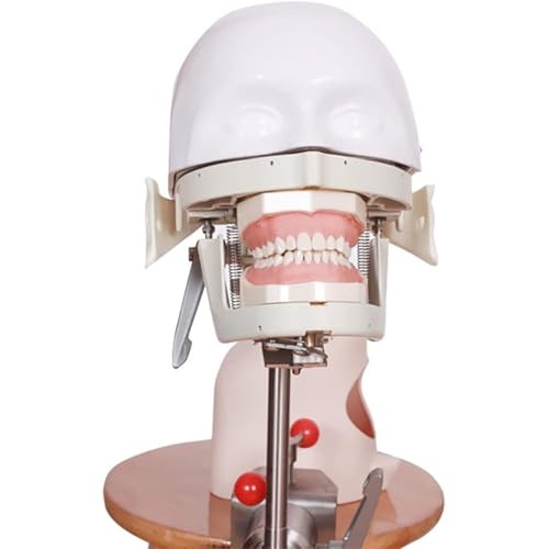 Dentales Phantomkopfmodell, auf der Werkbank montiertes Phantomkopfmodell für die Lehrpraxis, Zahnarzthelfer und Dentalhygieniker A von QJWM