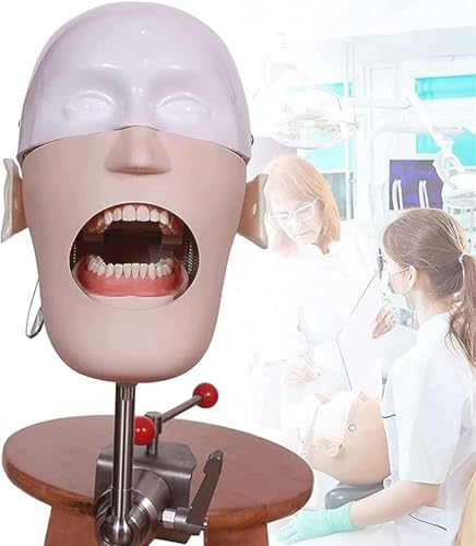 Dentalmodell, Dentalpuppen in Lebensgröße, Zahnarztpraxismodell für Hygieneerziehung und -unterricht A von QJWM