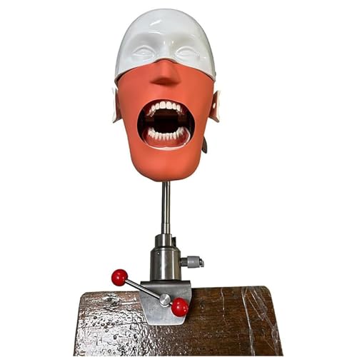 Dentalpuppe Dentalsimulator Phantomkopf Trainingskopfmodell Dentalsimulation Oralsimulation Unterricht für Schule/außerhalb der Schule/zu Hause A von QJWM