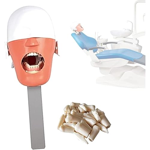 Dentalpuppe Phantomkopf-Simulation Dental Oral Teaching Systems Dental Teeth Model für Zahnärzte Lehrpraxis Training A Dentalpuppe Phantomkopf-Simulation Dental Oral Teaching Systems Dental Teeth Model für Zahnärzte Lehrpraxis Training A von QJWM