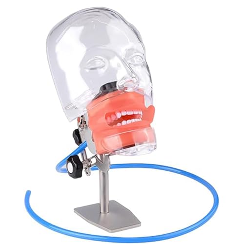 Dentalpuppensimulator, Kopfbasis, Lehrpraxismodell, 360 Grad verstellbar, für die Laborausbildung in Zahnschulen A von QJWM