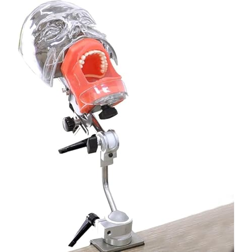 Dentalsimulator, Manikin, Dentalmodell mit 360°-Drehung, Mannequinkopf, Zahnmodelle für das Unterrichten von Zahnarzt-Trainingsübungen A von QJWM