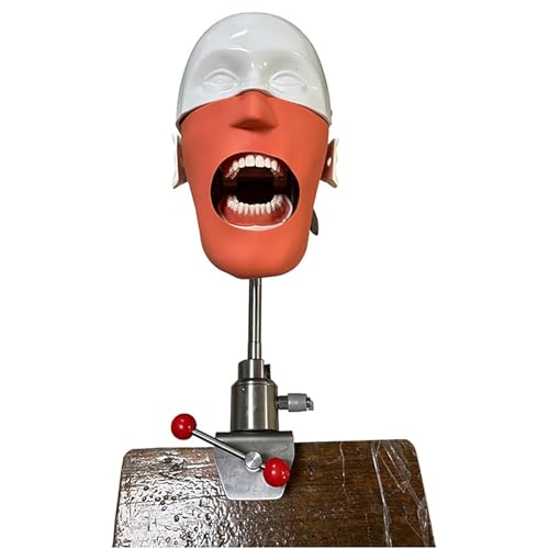 Dentalsimulator, Übungskopf, Dental-Trainingskopfsimulator für die Ausbildung an Zahnschulen, praktische Demonstration A von QJWM