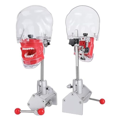Dentalsimulator-Mannequinkopf, 360-Grad-verstellbarer Kopf, Trainingspuppe mit fester Tischhalterung für die Ausbildung an Zahnschulen, praktische Demonstration A von QJWM