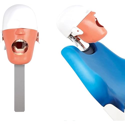 Dentalsimulator-Modell, Lehrmodell, lebensgroßes Modell, simuliertes zahnärztliches Lehrsystem A von QJWM