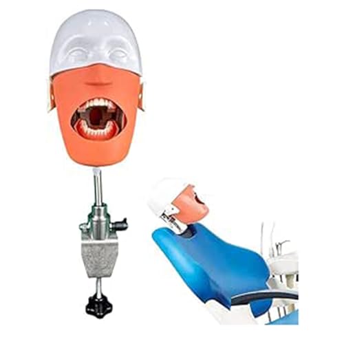 Dentalsimulator-Übungskopf mit Phantomkopf mit Tischmontage, zahnmedizinisches Lehrmodell für die Zahnarztausbildung A von QJWM