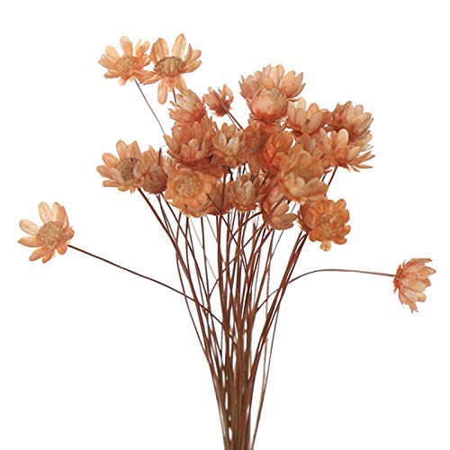 QKFON 30 Stück kleine Gänseblümchen, Gypsophila Chrysanthemen getrocknete Blumen Kunst Ornamente für Hochzeit Party Haus Garten Dekoration von QKFON