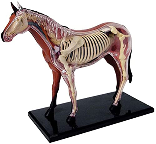 4D Pferd Anatomisches Modell - Medizinische Tierbiologie Skelett Organ Anatomie Abnehmbares Puzzle Zusammenbau Spielzeug Kit Medizinisches Lehrmodell von QMZDXH