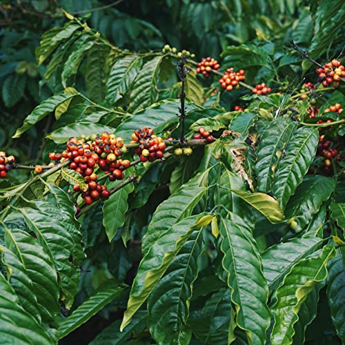 100 Kaffeesamen Arabica Coffea Kaffeepflanze Kaffee Garten Pflanze Kaufen Kaffe Bohnen Kaffeebaum Kaffebohnen Geschenk Bio GrüNpflanzen Saatgut MmergrüNer Zwergkaffee von QSTNY-S