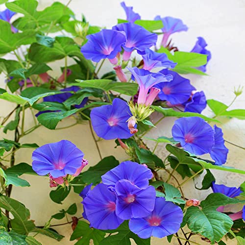 100 Stück wunderschöne beliebte Morning Glory Samen Geeignet zum Pflanzen in Balkongärten die im Innenbereich platziert werden ist eine ideale Blumen um das Wohnzimmer zu dekorieren von QSTNY-S