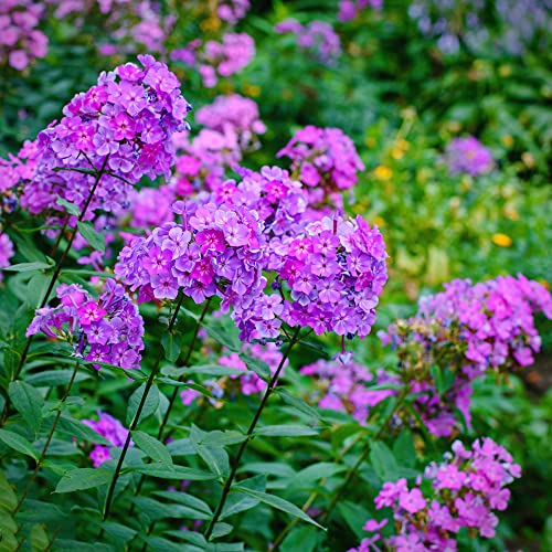 150 Stück Phlox Samen Blumen Heimdekoration Einfach zu pflanzen Pflegen Sie die Bepflanzung auf einem Balkon Bringt Farbe in Ihren Garten von QSTNY-S