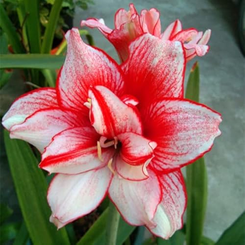 2 Amaryllis Zwiebel Steckzwiebeln Kaufen Weihnachten Amaryllis Zwiebeln Winterhart Mehrjährig Winterharte Pflanzen Für Garten Balkon Winterharte Pflanzen Zierblumen Hydroponik Blumenzwiebeln -R21 von QSTNY-S