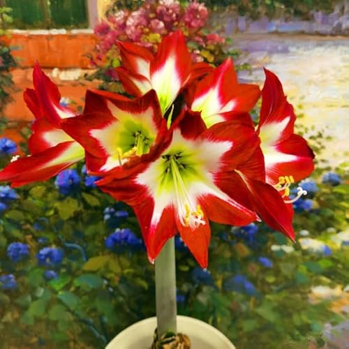 2 Banshee Amaryllis Zwiebel Steckzwiebeln Kaufen Weihnachten Amaryllis Zwiebeln Winterhart Mehrjährig Winterharte Pflanzen Für Garten Balkon Winterharte Pflanzen Zierblumen Hydroponik Blumenzwiebeln von QSTNY-S