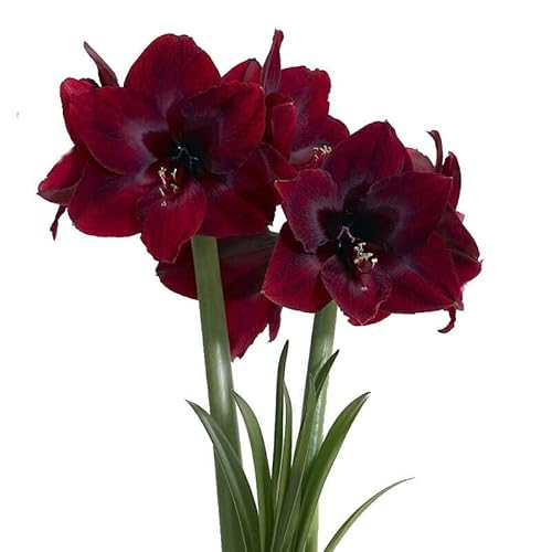 QSTNY-S 2 Dunkelrot Amaryllis Zwiebel Steckzwiebeln Kaufen Weihnachten Amaryllis Zwiebeln Winterhart Mehrjährig Winterharte Pflanzen Garten Balkon Winterharte Zierblumen Hydroponik Blumenzwiebeln von QSTNY-S