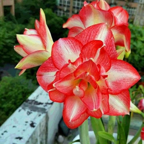 2 Exotisch Amaryllis Zwiebel Steckzwiebeln Kaufen Weihnachten Amaryllis Zwiebeln Winterhart Mehrjährig Winterharte Pflanzen Für Garten Balkon Winterharte Pflanzen Zierblumen Hydroponik Blumenzwiebeln von QSTNY-S