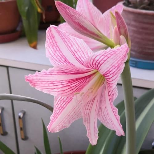 2 Rosa Amaryllis Zwiebel Steckzwiebeln Kaufen Weihnachten Amaryllis Zwiebeln Winterhart Mehrjährig Winterharte Pflanzen Für Garten Balkon Winterharte Pflanzen Zierblumen Hydroponik Blumenzwiebeln von QSTNY-S