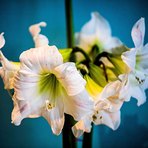 2 Weiße Spitze Amaryllis Zwiebel Steckzwiebeln Kaufen Weihnachten Amaryllis Zwiebeln Winterhart Mehrjährig Winterharte Pflanzen Garten Balkon Winterharte Pflanzen Zierblumen Hydroponik Blumenzwiebeln von QSTNY-S