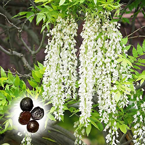 25 Weiß Wisteriensamen Seeds Glyzinien Samen Blauregen Pflanze Baumsamen Winterhart Wisteria Bonsai Samen Wisteria Weinblume Mammutbaum Garten Pflanzen von QSTNY-S