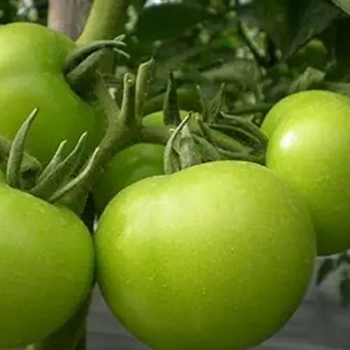 300 Tomaten Samen Gemüse Valeaf Grün Tomaten Bio Saatgut Tomatensamen Alte Sorten GemüSesamen Obst Tomato Seeds Tomatillo Wintergemüse Samen Alles Tomate Garten Geschenk von QSTNY-S