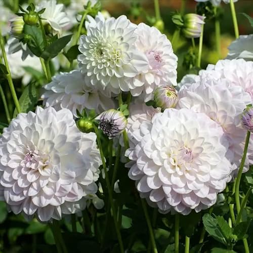 5 Weiß Dahlien Knollen Winterhart Blumensamen Dahlia Zwiebel Mehrjährig Winterhart Blumenwiese Samen Winterlinge Zwiebeln Blumenzwiebeln Exotische Pflanzen Winterhart Gastgeschenk Blumensamen von QSTNY-S