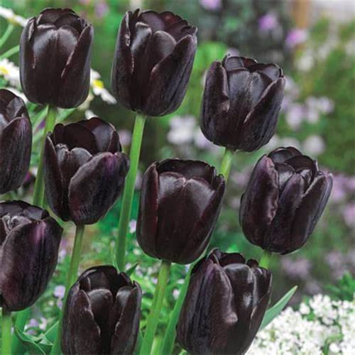 6 StüCk Tulpenzwiebeln Winterhart MehrjäHrig Schwarz Tulpen Zierlauch Zwiebeln Tulpe Blumenzwiebeln MehrjäHrig Winterhart Garten Blumen Tulipa Exotische Blumen FüR Balkon Gartengeschenk von QSTNY-S