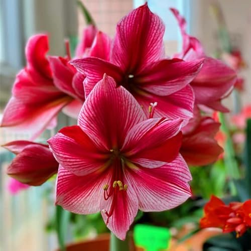 Amaryllis Zwiebel Steckzwiebeln Kaufen Weihnachten Amaryllis Zwiebeln Winterhart Mehrjährig Winterharte Pflanzen Für Garten Balkon Winterharte Pflanzen Zierblumen Hydroponik Blumenzwiebeln 2 Lila Rot von QSTNY-S