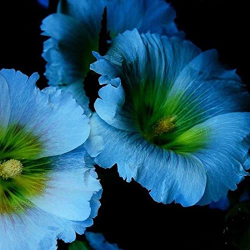 QSTNY-S Blau Malve Samen Malve Pflanze MehrjäHrig Winterhart Malven Saatgut Blumensamen Gastgeschenk Balkonblumen Winterharte Pflanzen FüR Garten Wildblumensamen Blumenwiese Geschenk 200 Seeds von QSTNY-S