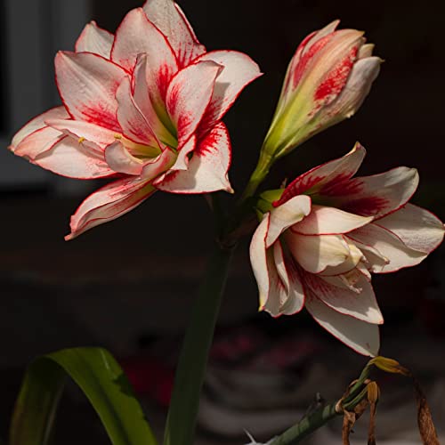 Einzelnes Blütenblatt Amaryllis Zwiebel Steckzwiebeln Kaufen Weihnachten Amaryllis Zwiebeln Winterhart Mehrjährig Pflanzen Garten Balkon Winterharte Zierblumen Hydroponik Blumenzwiebeln 2 Stück von QSTNY-S