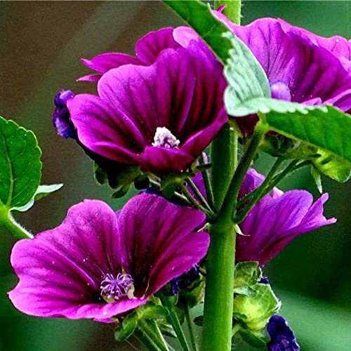 Malve Samen Lila Malve Pflanze MehrjäHrig Winterhart Malven Saatgut Blumensamen Gastgeschenk Balkonblumen Winterharte Pflanzen FüR Garten Wildblumensamen Blumenwiese Geschenk 200 Seeds von QSTNY-S