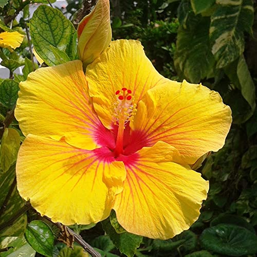 Riesen Hibiskus Blumensamen Gastgeschenk Winterharte Pflanzen FüR Garten Blumenwiese Samen Wildblumensamen MehrjäHrig Winterhart Blumen Geschenk Blumenwiese Samen Hochzeit 200 Seeds Gold von QSTNY-S