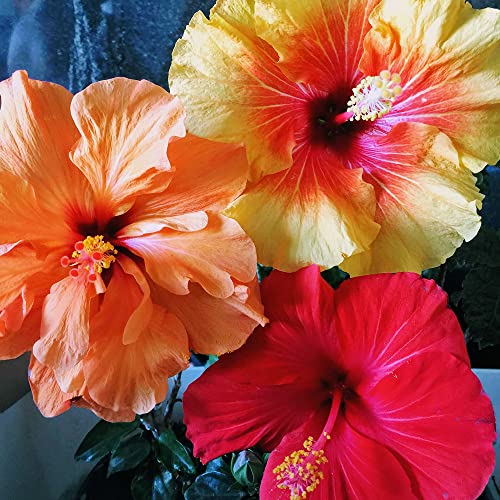 Riesen Hibiskus Blumensamen Gastgeschenk Winterharte Pflanzen FüR Garten Blumenwiese Samen Wildblumensamen MehrjäHrig Winterhart Blumen Geschenk Blumenwiese Samen Hochzeit 200 Seeds Mix von QSTNY-S