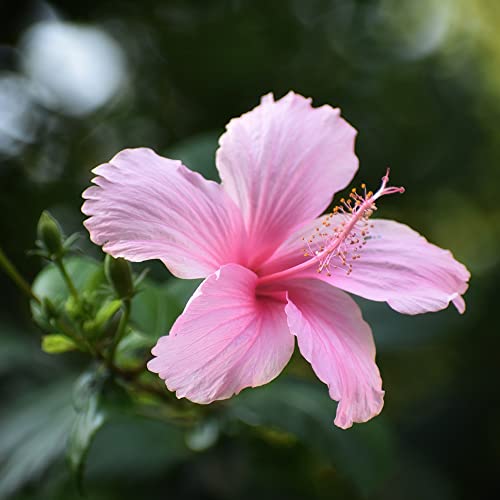 Riesen Hibiskus Blumensamen Gastgeschenk Winterharte Pflanzen FüR Garten Blumenwiese Samen Wildblumensamen MehrjäHrig Winterhart Blumen Geschenk Blumenwiese Samen Hochzeit 200 Seeds Rosa von QSTNY-S