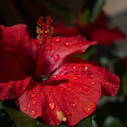 Riesen Hibiskus Blumensamen Gastgeschenk Winterharte Pflanzen FüR Garten Blumenwiese Samen Wildblumensamen MehrjäHrig Winterhart Blumen Geschenk Blumenwiese Samen Hochzeit 200 Seeds Rot von QSTNY-S