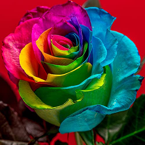 Rosen Pflanzen Samen Exotisch Ramblerrosen Winterhart MehrjäHrig Duftend Regenbogen Rose Gartenpflanzen Duftrosen Blumen Balkon Blumenwiese Samen Blumensamen Geschenk BlüHwiese 300 Seeds (Mehrfarbig) von QSTNY-S