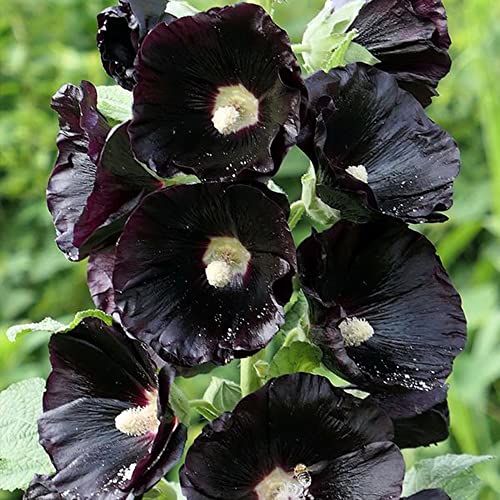 Stockrose Blumensamen Stockrosen Samen Winterhart MehrjäHrig BlüHwiese Pflanzen Kaufen Gastgeschenk Blumen FüR Garten Stockrosen Blumen Balkon Gartenpflanzen Blumenwiese 200 Seeds (Schwarz) von QSTNY-S