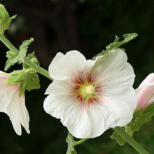 Stockrose Blumensamen Stockrosen Samen Winterhart MehrjäHrig BlüHwiese Pflanzen Kaufen Gastgeschenk Blumen FüR Garten Stockrosen Blumen Balkon Gartenpflanzen Blumenwiese 200 Seeds (Weiß) von QSTNY-S