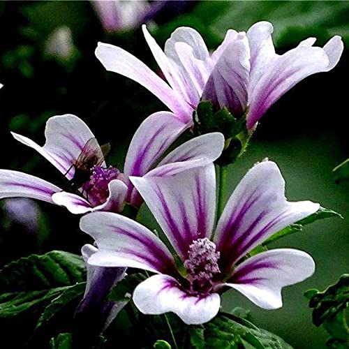 Weiß Malve Samen Malve Pflanze MehrjäHrig Winterhart Malven Saatgut Blumensamen Gastgeschenk Balkonblumen Winterharte Pflanzen FüR Garten Wildblumensamen Blumenwiese Geschenk 200 Seeds von QSTNY-S