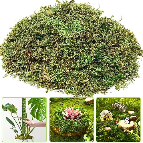 150g Premium Natürliches Moos Getrocknet für Pflanzen, Sphagnum Moos für Topfpflanzen Orchideen Terrarium Blumenerde, Grünes Moos Dekoratives für Reptilien, Terrarium Dekoration & Basteln von QTUN