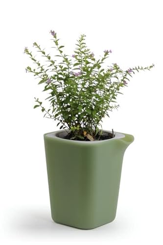 Qualy Oasis Square Blumentopf Viereckig mit Selbstbewässerungssystem in der Farbe Grün, Größe: S, QL10305-GN-GY von QUALY