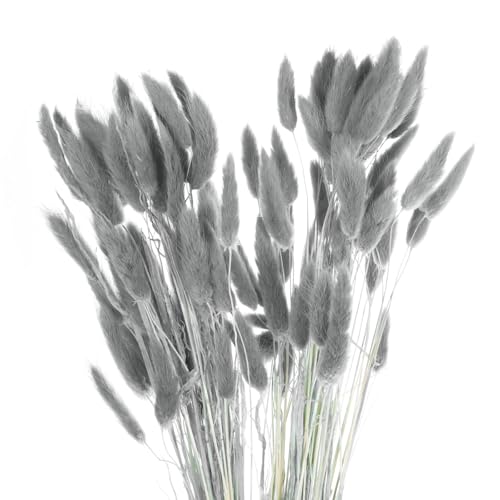 QUARKZMAN 120 Stück Natürlicher Kaninchenhäschen Schwanz Getrocknete Blumen 18" Mini Pampasgras Lagurus Ovatus Bündel für Blumendekorationen Hochzeit Weihnachten, Grau QUARKZMAN 120 Stück Natürlicher Kaninchenhäschen Schwanz Getrocknete Blumen 18" Mini Pampasgras Lagurus Ovatus Bündel für Blumendekorationen Hochzeit Weihnachten, Grau von QUARKZMAN