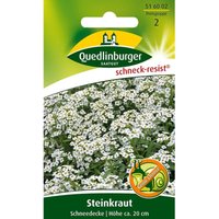Quedlinburger Steinkraut Schneedecke - Blumensamen von QUEDLINBURGER SAATGUT