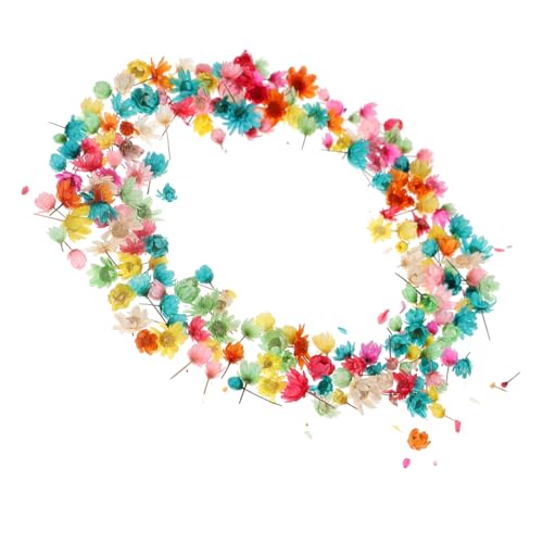 QUMIIRITY 1tasche Getrocknete Blumen Für -projekte Mit Farbigen Blütenköpfen Natürliche Trockenblumen Zum Basteln Für Schmuck Scrapbooking Und Dekoration von QUMIIRITY