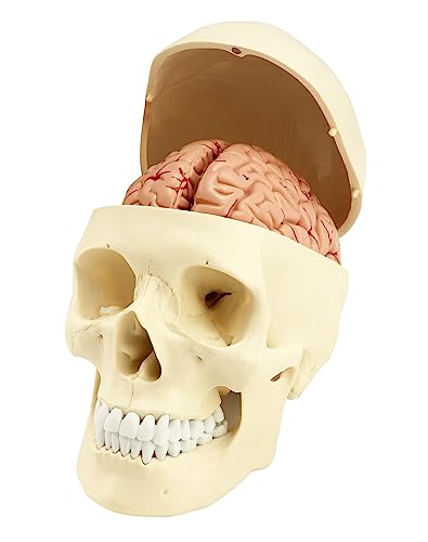 QWORK® 3-Teile Schädel Modell und 8-Teile Gehirn Modell mit Nummern, 1:1 Lebensgröße Anatomie Modell für Medizinisches Lehrlernen QWORK® 3-Teile Schädel Modell und 8-Teile Gehirn Modell mit Nummern, 1:1 Lebensgröße Anatomie Modell für Medizinisches Lehrlernen von QWORK