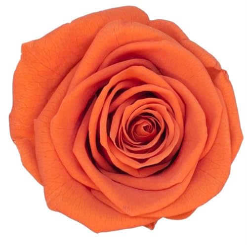 QWWQYDY Gepresste Blumen 4-5cm konservierte Rosen konservierte Blume frische natürliche echte ewige Rose unsterbliche Rose Blumen Florist DIY Blumenmaterial(Orange) von QWWQYDY
