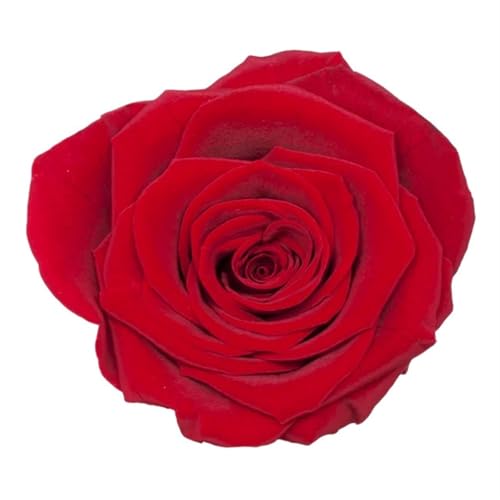 QWWQYDY Gepresste Blumen 4-5cm konservierte Rosen konservierte Blume frische natürliche echte ewige Rose unsterbliche Rose Blumen Florist DIY Blumenmaterial(Red) von QWWQYDY