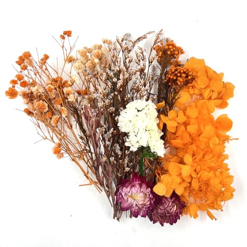 QZKJQDD Getrocknete Blumen, Trockenblumen Zum Basteln, Getrocknete Blumen, Trockenblumen Klein, Für DIY Handwerk Dekoration Epoxidharz Handwerk Scrapbooking Kartenherstellung (orangefarbener Anzug) von QZKJQDD
