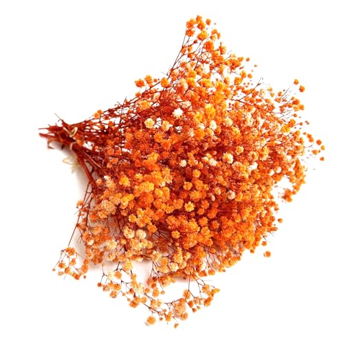QZKJQDD Trockenblumen (Orange Farbe) von QZKJQDD